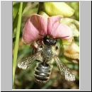 Megachile willughbiella - Blattschneiderbiene w03 fdet10.jpg